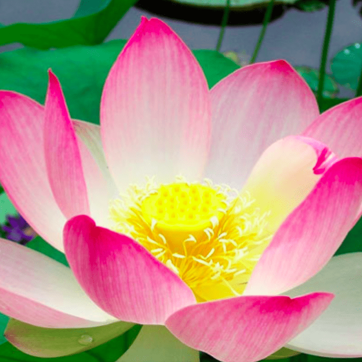 the-largest-online-retailer-of-openness-meditation-by-teal-swan-supply_0.png