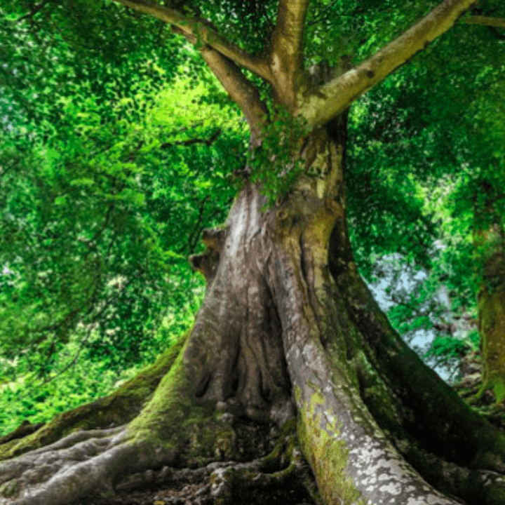 we-offer-tree-meditation-by-teal-swan-sale_0.png